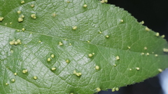 Aceria guazumae