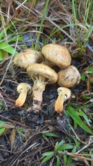 Suillus decipiens