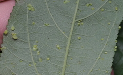 Aceria guazumae