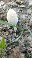 Coprinopsis pseudonivea