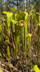 Sarracenia alata