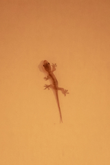 Lepidodactylus lugubris