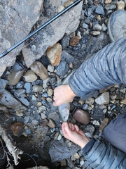 Oncorhynchus clarkii