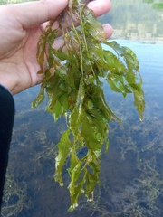 Potamogeton lucens