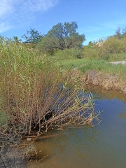 Phragmites australis