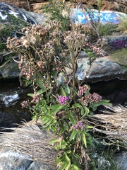 Pluchea odorata odorata