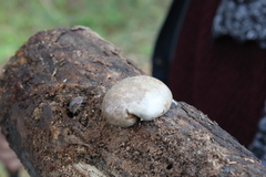 Reticularia
