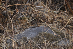 Stenocercus ornatissimus