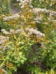 Solidago chapmanii