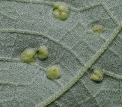 Aceria guazumae