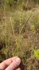 Paspalum