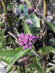 Pluchea odorata odorata