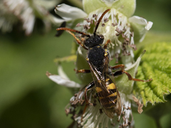 Nomada marshamella
