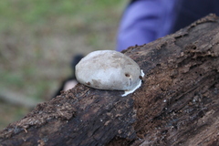 Reticularia