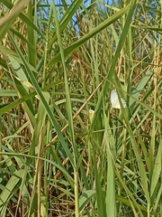 Phragmites australis