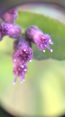 Pluchea odorata odorata