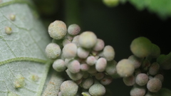 Guazuma ulmifolia