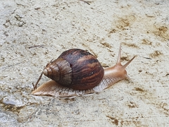 Lissachatina immaculata