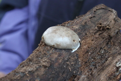 Reticularia
