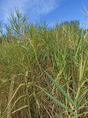 Phragmites australis