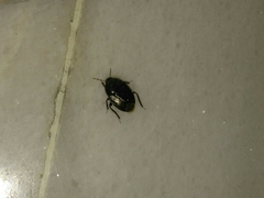 Macroscytus brunneus