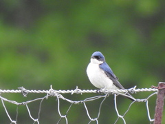 Hirundo dimidiata