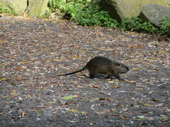 Myocastor coypus