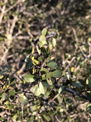 Rhamnus crocea