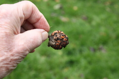 Monilinia fructigena