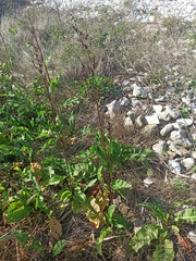 Rumex patientia