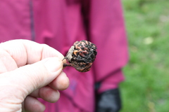 Monilinia fructigena