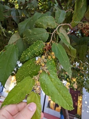 Guazuma ulmifolia