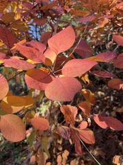 Cotinus