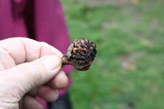 Monilinia fructigena