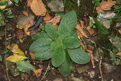 Scrophularia auriculata