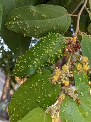 Aceria guazumae