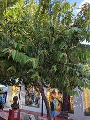 Guazuma ulmifolia