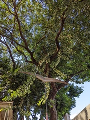 Magnoliopsida