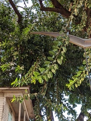Magnoliopsida