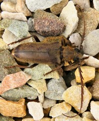 Prosphilus pectinicornis