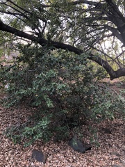 Prunus ilicifolia ilicifolia