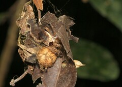 Kapogea sellata