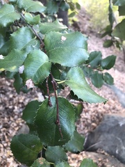 Prunus ilicifolia ilicifolia