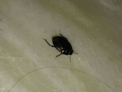 Macroscytus brunneus