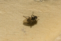 Limosininae