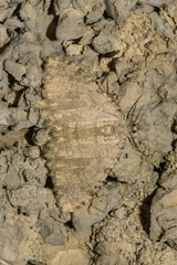 Triphosa sabaudiata