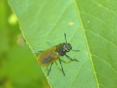 Labidostomis lucida