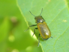 Labidostomis lucida