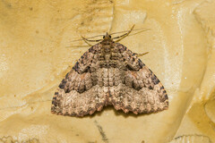 Triphosa dubitata