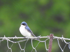 Hirundo dimidiata